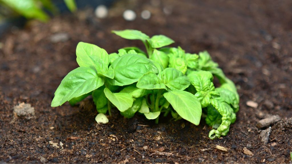 How to Grow Basil at Home