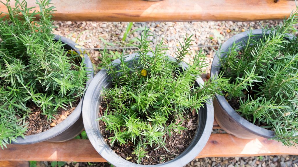 How to Grow Rosemary at Home