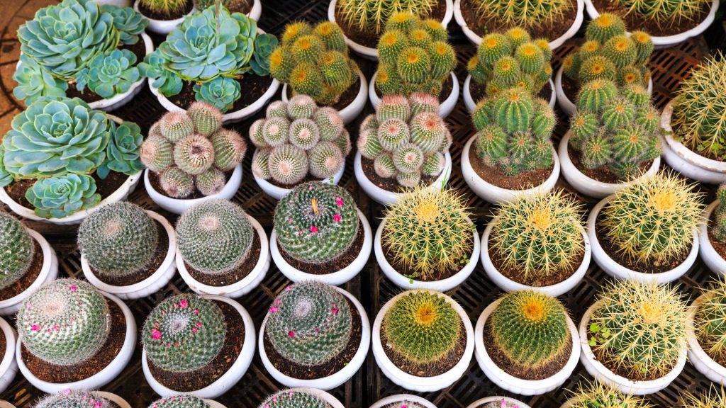 How to Grow and Care for Cactus Indoor