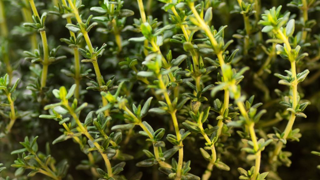 How to Propagate Thyme