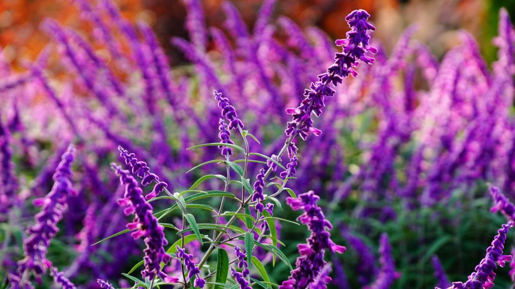 Mexican Sage Growing Guide
