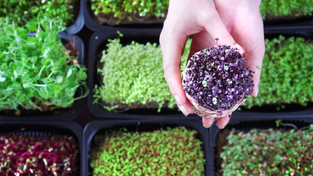 Microgreens: Types, Properties and How to Grow Properly